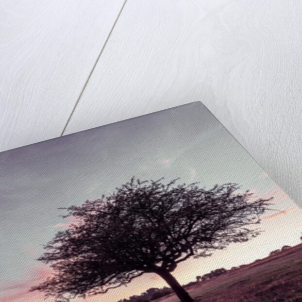 Single tree in a meadow by Assaf Frank